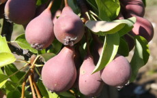 Winnals Longdon perry pear trees