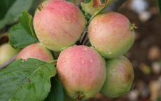 Yarlington Mill cider apple trees