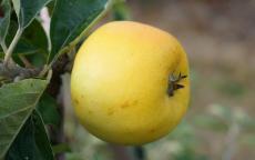 Yellow Ingestrie apple trees