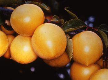 Golden Sphere cherry plum trees for sale from Orange Pippin
