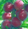 Ruby cherry plum trees