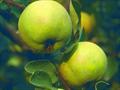 Serbian Gold quince trees