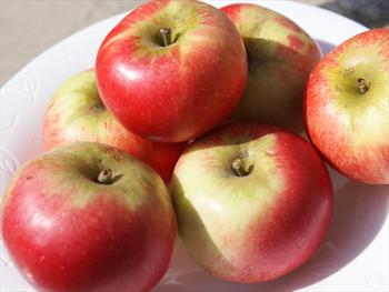 Discovery (apple) Discovery apple trees for sale Buy online Friendly advice