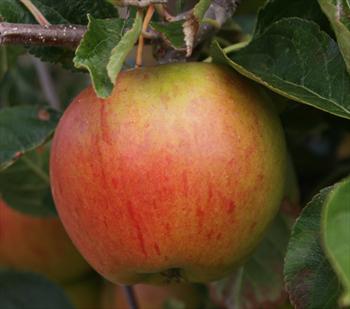 Cox S Orange Pippin Apple Trees For Sale From Orange Pippin
