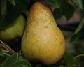 Williams pear trees