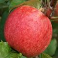 Red Falstaff apple trees