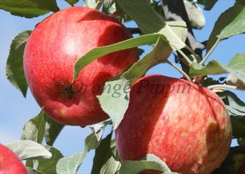 Honeycrisp Apple Trees For Sale From Orange Pippin