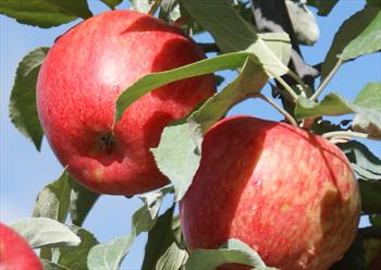 Honeycrisp Apple Trees For Sale From Orange Pippin