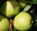 Greensleeves apple trees