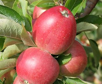 Worcester Pearmain Worcester Pearmain apple trees for sale Buy online Friendly advice