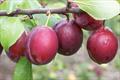 Seneca plum trees