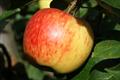 James Grieve apple trees