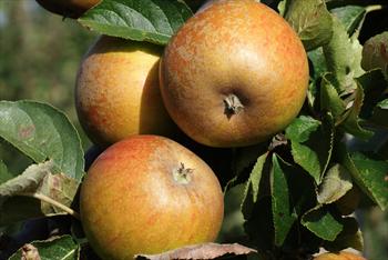 5l fruit juice price tree trees for   online Kernel sale Buy apple Ashmead's