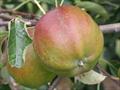 Cornish Gilliflower apple trees