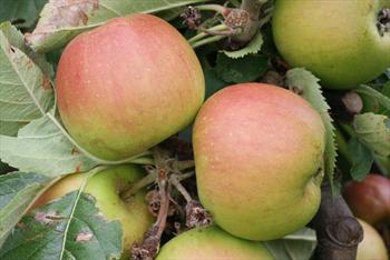 Claygate Pearmain Claygate Pearmain apple trees for sale Buy online Friendly advice