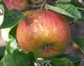 Pixie apple trees