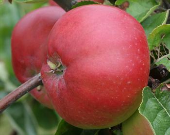 Tom Putt (apple) Tom Putt cider apple trees for sale Buy online