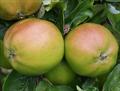 Scotch Bridget apple trees