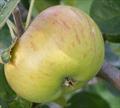 Lane's Prince Albert apple trees