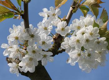 Stella Cherry Trees For Sale From Orange Pippin