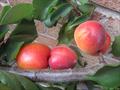 Tomcot apricot trees