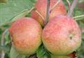 Irish Peach apple trees