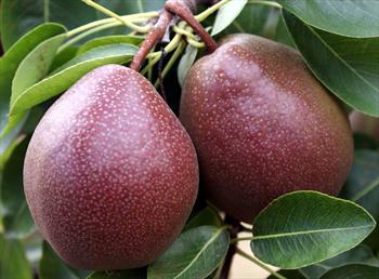 Black Worcester pear Black Worcester pear trees for sale Buy online Friendly advice
