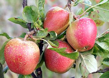 Adams Pearmain Adams39 Pearmain apple trees for sale Buy online Friendly advice