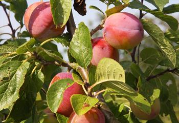 Avalon Plum Trees For Sale From Orange Pippin
