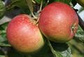 Braeburn apple trees