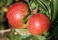 Cornish Aromatic apple trees