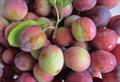 Opal plum trees