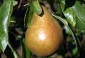 Fondante d'Automne pear trees