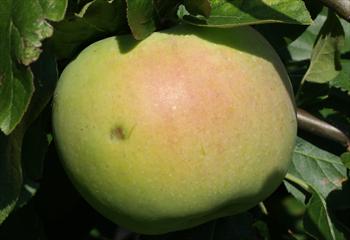 Peasgood's Nonsuch Peasgood39s Nonsuch apple trees for sale Buy online Friendly advice