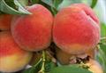 Redhaven peach trees