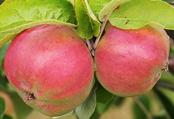 Sops of Wine (apple) httpswwworangepippintreescoukimageashxis