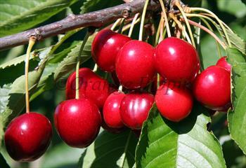 4' live Stella Cherry Tree Sweet Fruit Cherries Trees Plants Garden Plant 