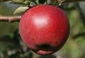 William Crump apple trees