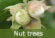 Nut trees for sale