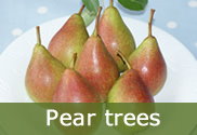 Pear trees for sale