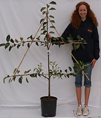 Photo of Espalier-trained fruit tree