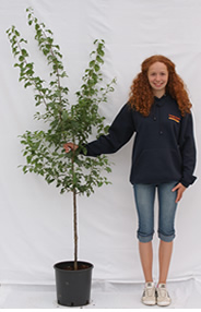 Pot-grown fruit tree