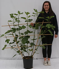 Photo of fan-trained fig tree