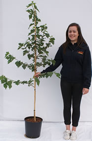 Photo of mulberry tree